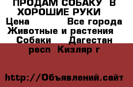 ПРОДАМ СОБАКУ  В ХОРОШИЕ РУКИ  › Цена ­ 4 000 - Все города Животные и растения » Собаки   . Дагестан респ.,Кизляр г.